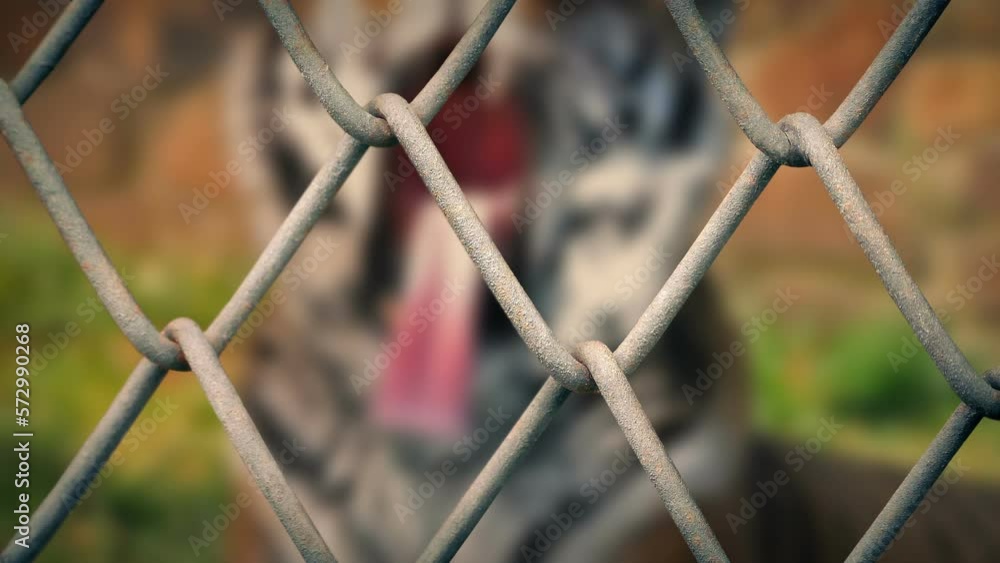 Wire Fence With Tiger Yawning And Getting Up Wire Fence With Tiger Yawning And Getting Up
