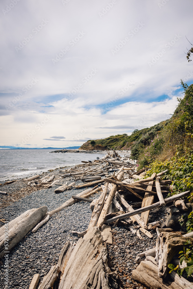 Driftwood scattered along Canadian beach, Victoria, British Columbia in August