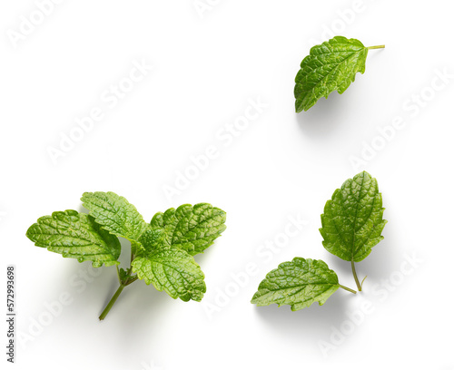 fresh mint leaves with real transparent shadow isolated on transparent background photo