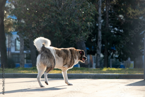 Homeless dog running on the street. Lonely dog is disabled. 
