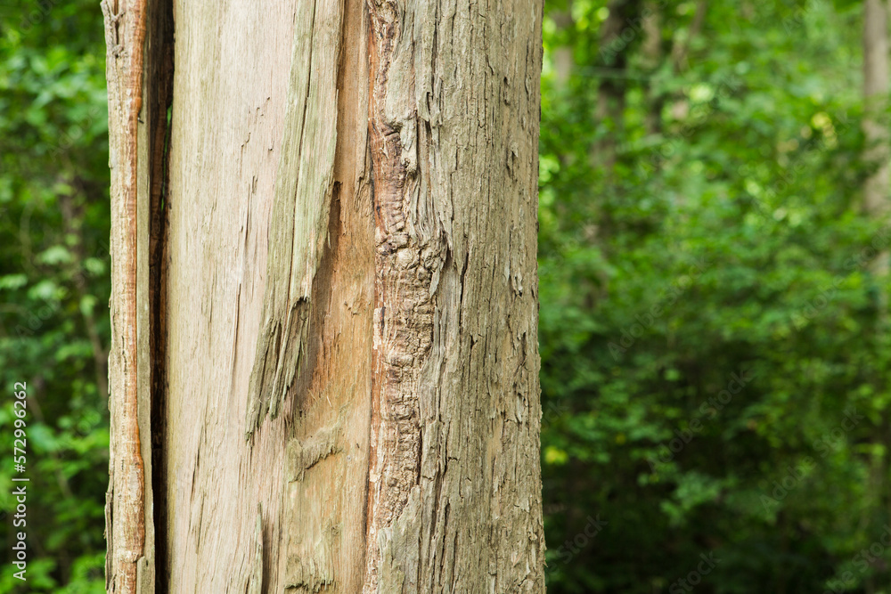 Teak Trees in Thailand are precious hardwoods
Teak Trees in Thailand are precious hardwoods