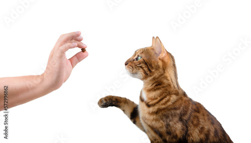 Teaching a domestic cat commands for a treat on a white background.