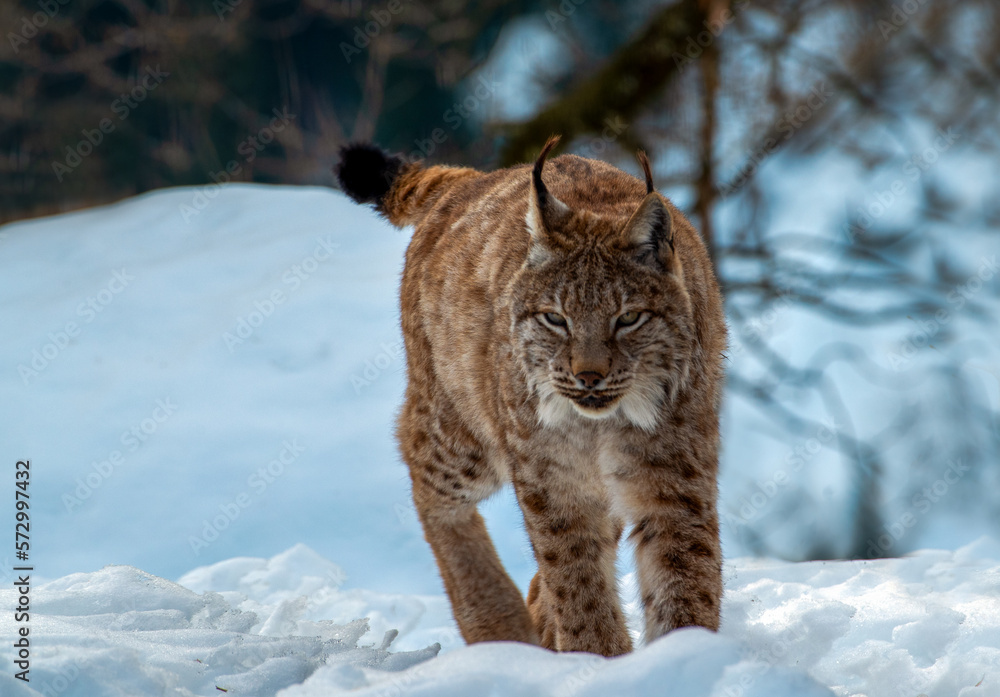 Luchs im Winter Luchs im Winter
