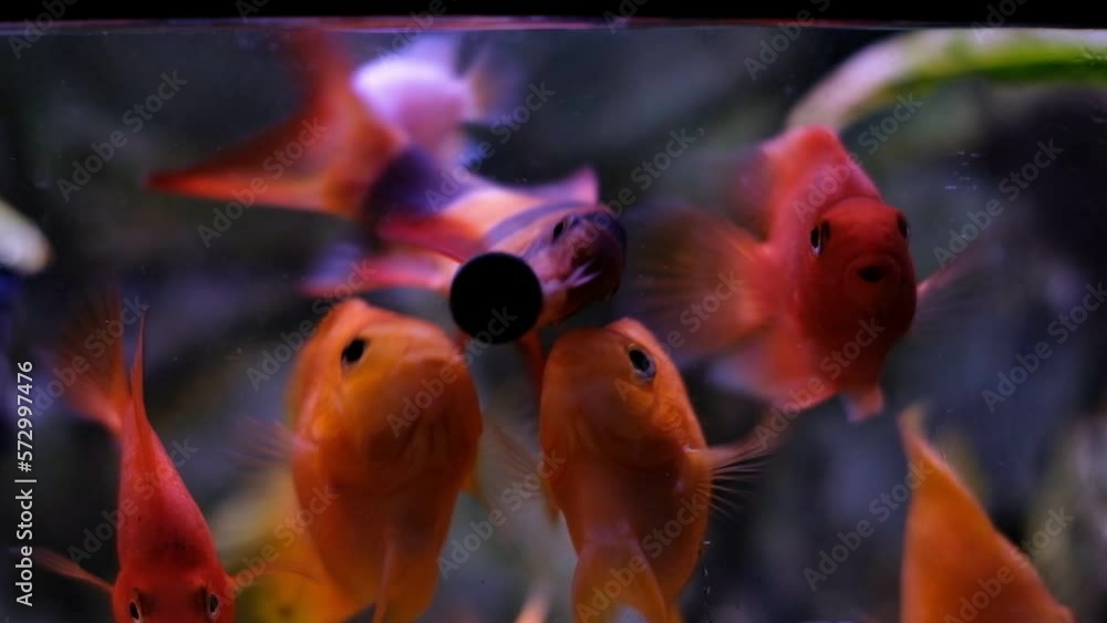 fishes in aquarium eating fish food fishes in aquarium eating fish food