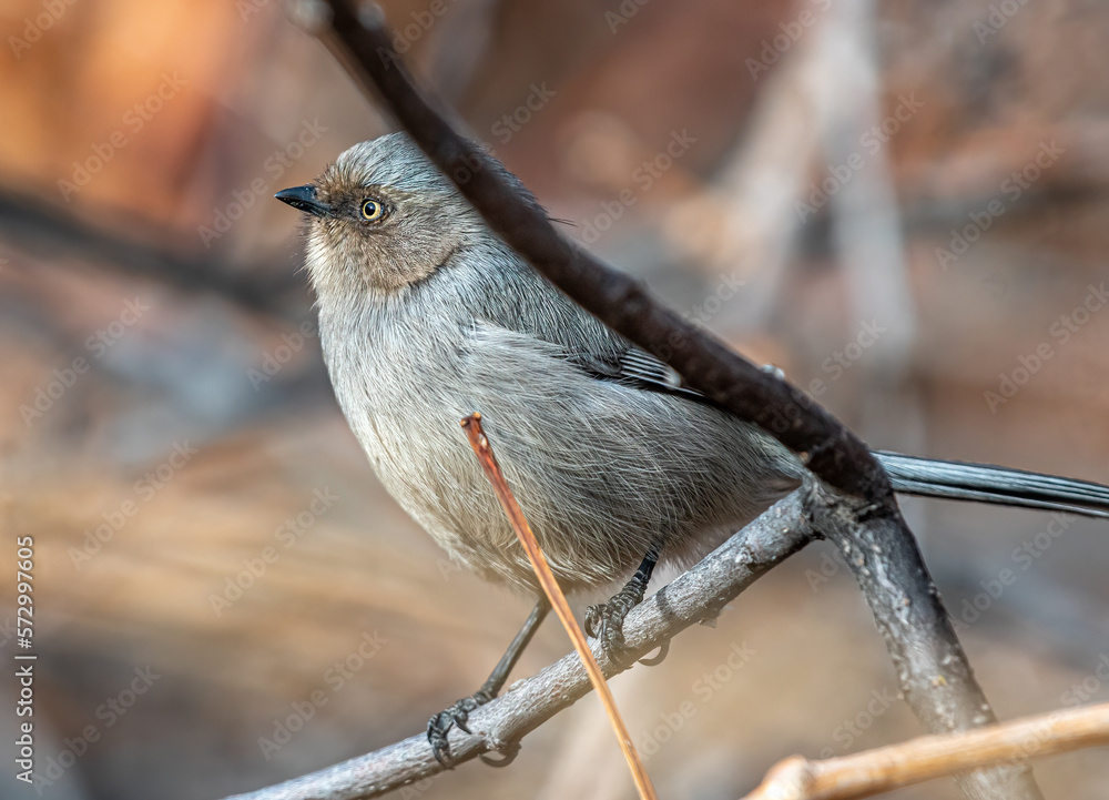 Obraz premium Bright Eyed Female Bushtit