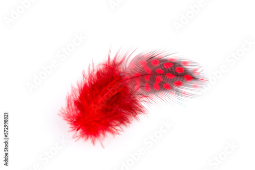 Red feather over white background with real shadows