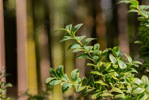 boxwood. Buxus sempervirens s. young boxwood leaves on a branch