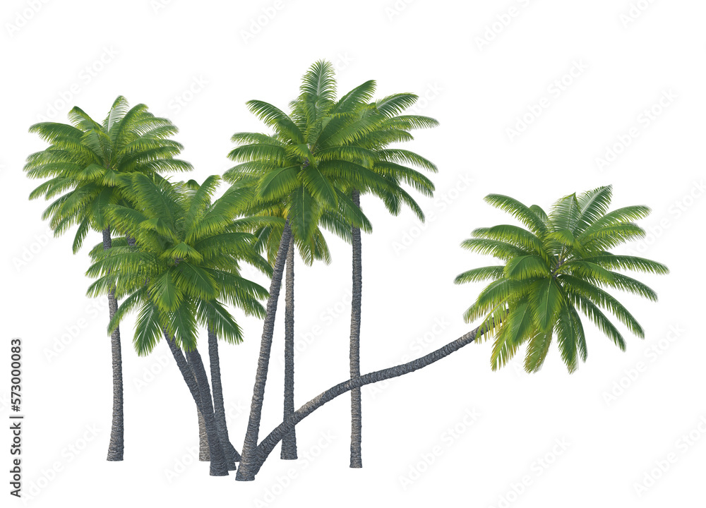 Obraz premium Palm tree set isolated transparent background 