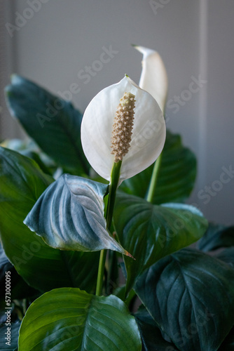 Peace lily houseplant in indirect sunlight