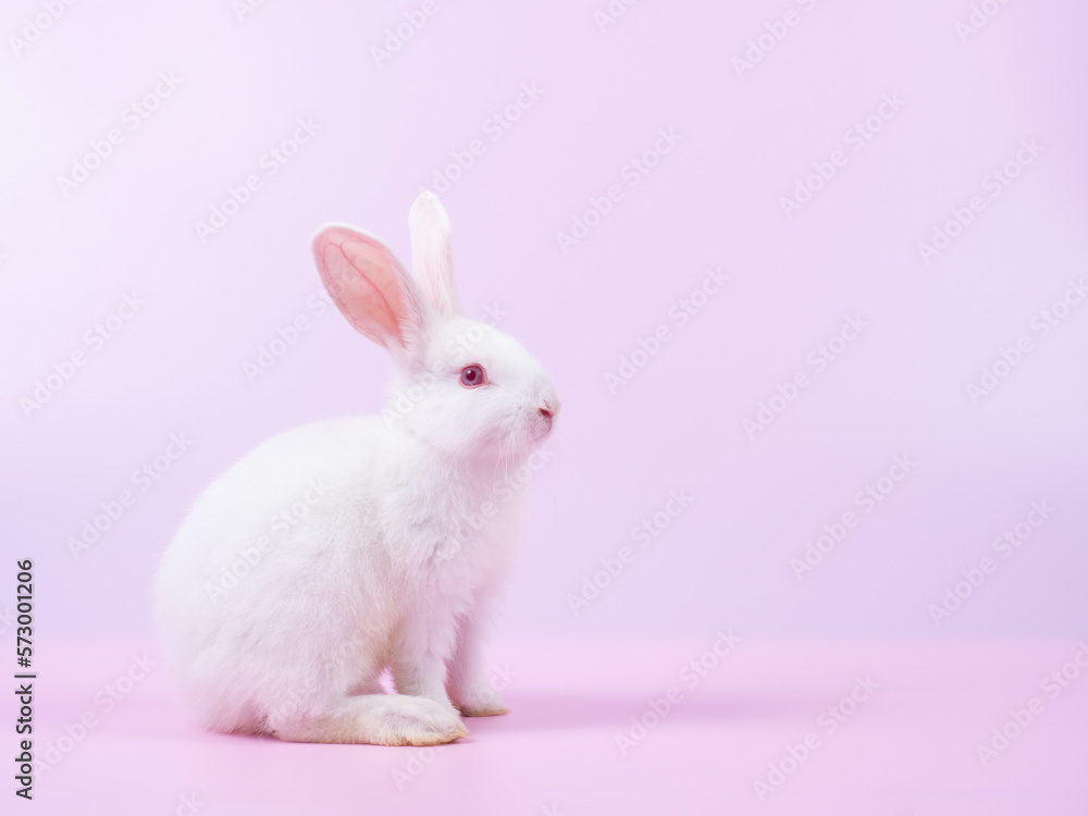 Side view of white rabbit sitting on pink background. Lovely action of young rabbit. Side view of white rabbit sitting on pink background. Lovely action of young rabbit.