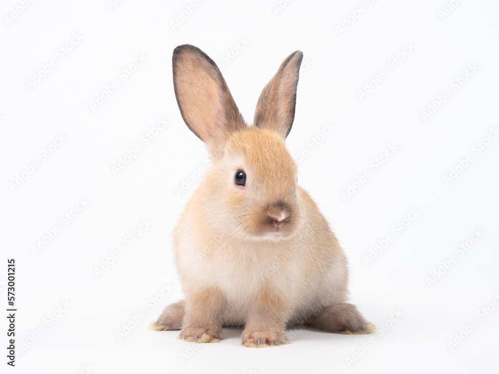 Front view of baby orange rabbit standing on white background. Lovely action of baby rabbit.