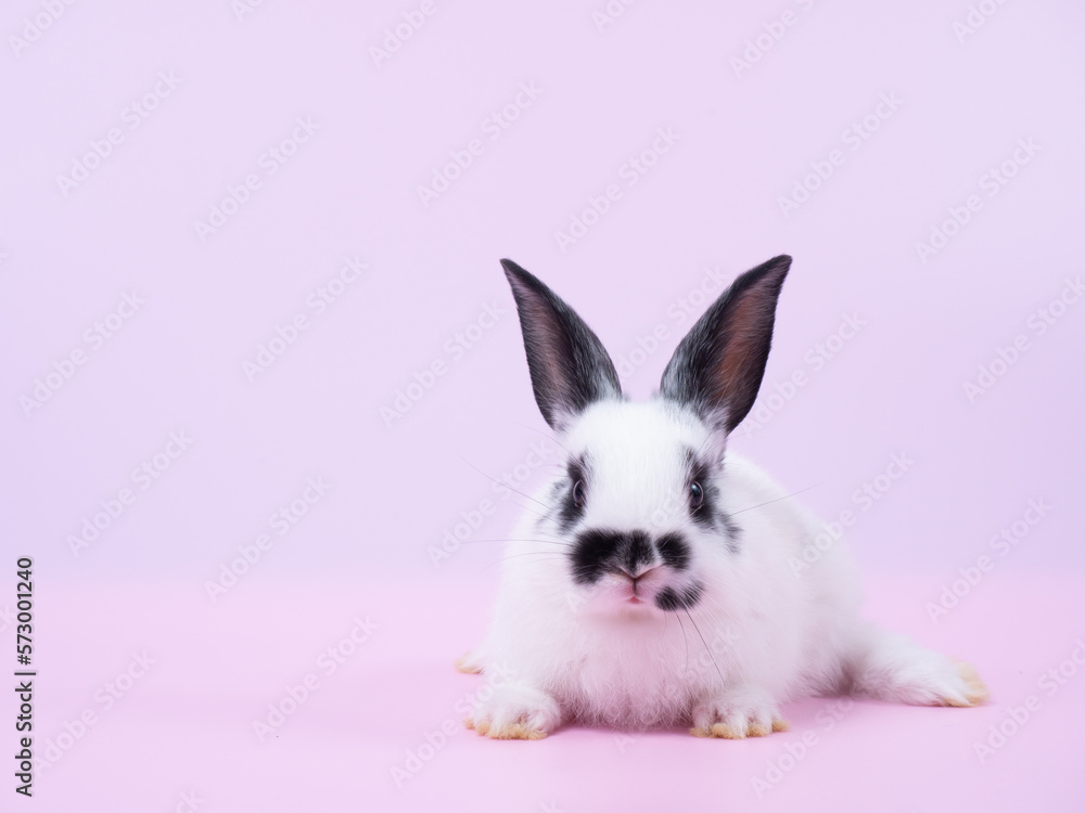 Fototapeta premium Front view of white and black dot rabbit lie down on pink background. Lovely action of baby rabbit.