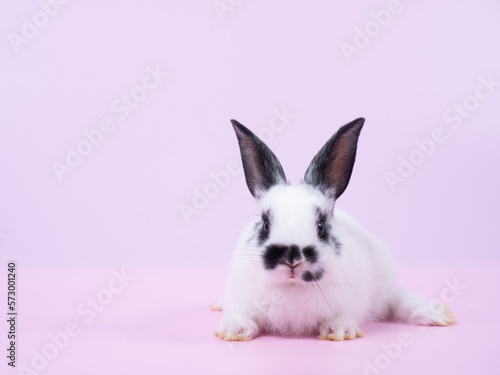Front view of white and black dot rabbit lie down on pink background. Lovely action of baby rabbit.