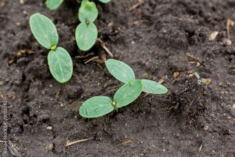 Healthy organic food concept. Seedling of a green plant of a cucumber. Close-up. Organic food Healthy organic food concept. Seedling of a green plant of a cucumber. Close-up. Organic food