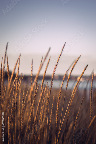 Fototapeta Naklejka Na Ścianę i Meble -  Baltic Sea beach in the sunset