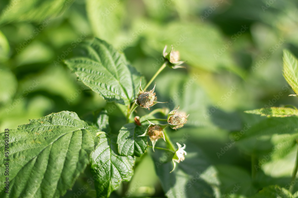 Blooming raspberry bush, raspberry blossom and flower. Close-up Blooming raspberry bush, raspberry blossom and flower. Close-up