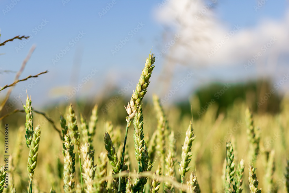 Fototapeta premium Wheat field image. View on fresh ears of young green wheat and on nature in spring summer field