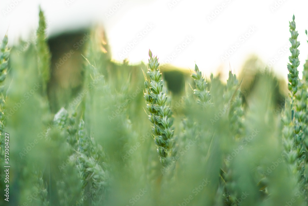 Naklejka premium Ears of young green wheat. Amazingly beautiful endless fields of green wheat.