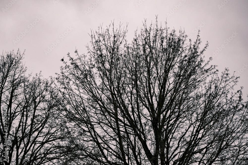 Leafless trees against the cloudy sky. Black and white tone