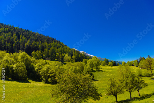Fototapeta Naklejka Na Ścianę i Meble -  Alp mountains with forest and fields, Fiesch, Goms, Wallis, Valais Switzerland