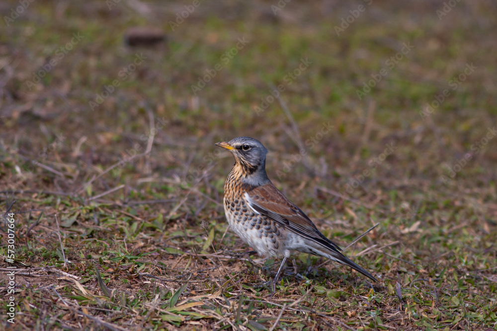 bird watching on the grass, Fieldfare, Turdus pilaris bird watching on the grass, Fieldfare, Turdus pilaris