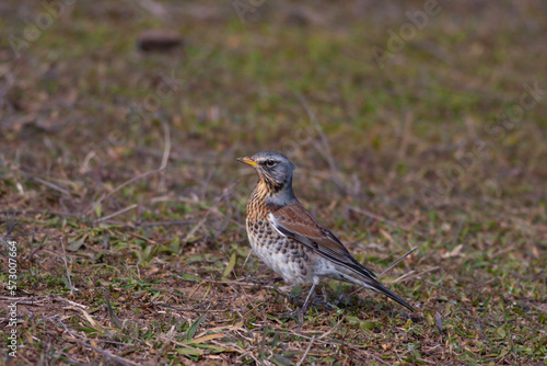 bird watching on the grass, Fieldfare, Turdus pilaris  © kenan