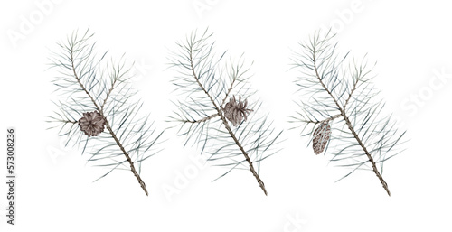 Set watercolor pine branches and cones on white background, can be used for design of New Year greeting cards, napkins, paper, book illustration and other. isolated