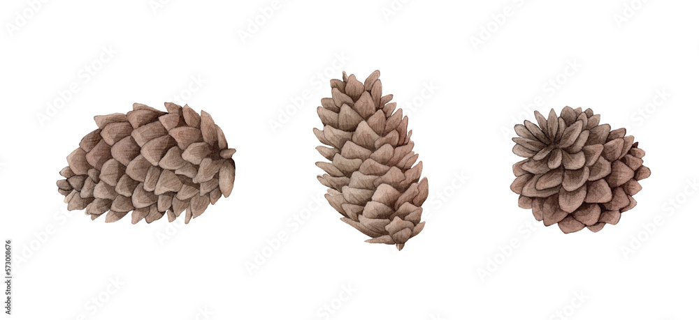 Watercolor image of fir cone on white background. Watercolor image of fir cone on white background.