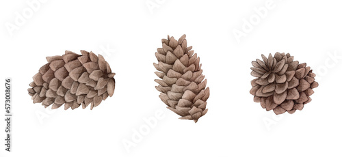 Watercolor image of fir cone on white background.