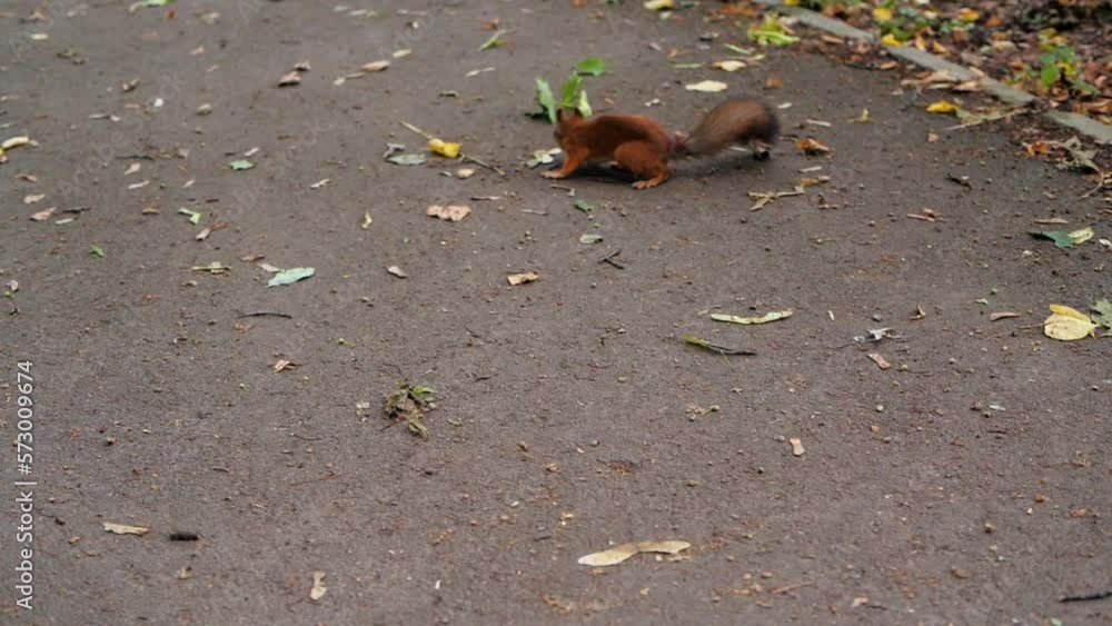 Red squirrel deftly nibbles nuts in the city park on the background of gray asphalt. Super slow motion 200 fps. A squirrel is gnawing a nut Red squirrel deftly nibbles nuts in the city park on the background of gray asphalt. Super slow motion 200 fps. A squirrel is gnawing a nut