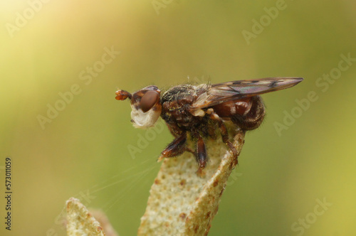 Closeup on an add looking Spot-winged Spring Beegrabber, Myopa tessellatipennis , sitting on top of the vegetation photo