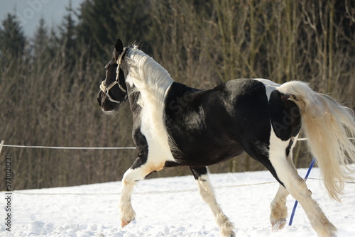 Noriker Power. Schwarz weiß geschecktes Kaltblutpferd läuft auf der winterlichen Koppel