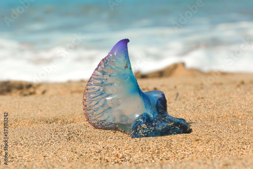 Close up of a colorful Portuguese man-o-war Jellyfish at the beach in Gran Canaria, Las Canteras. Blurred background shore