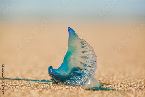 Close up of a colorful Portuguese man-o-war Jellyfish at the beach in Gran Canaria, Las Canteras. Blurred background shore photo