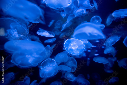 Abstract view of many clear jellyfish