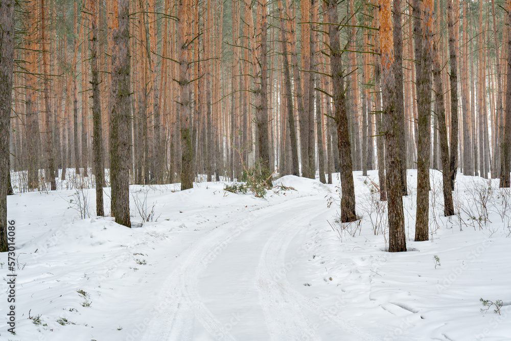 Fototapeta premium Slender pines in a winter pine forest
