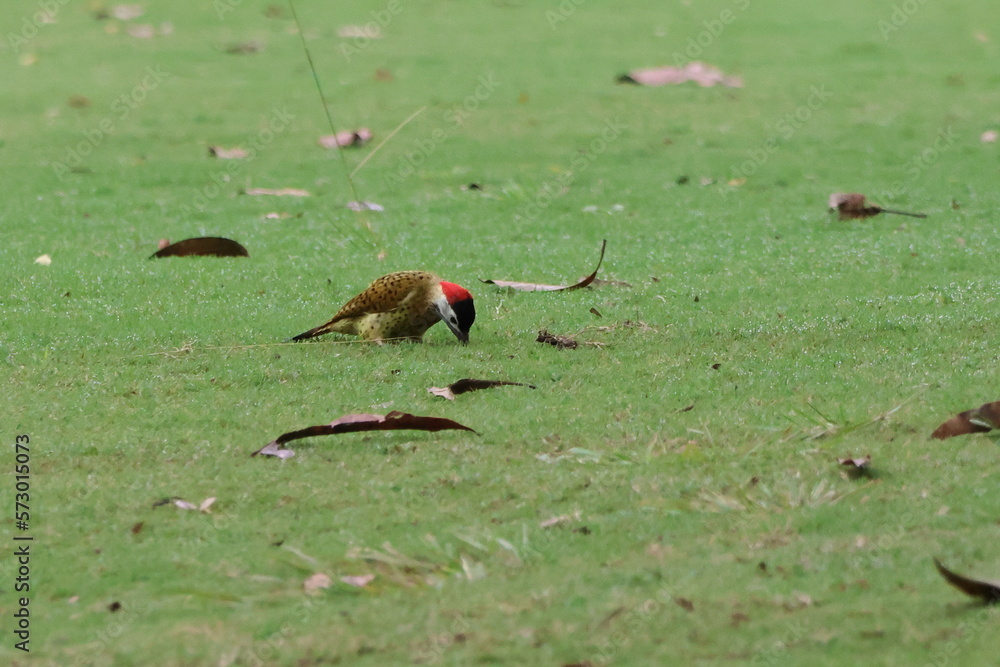 Female woodpecker on grass