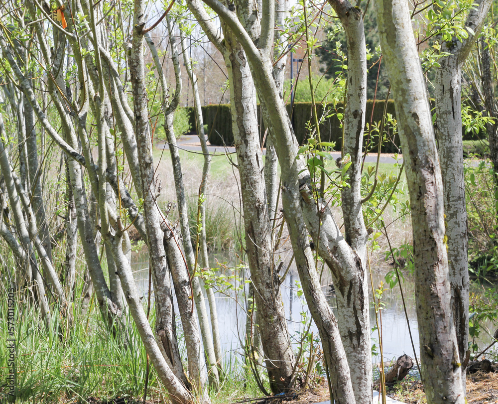 Fototapeta premium Tree grove