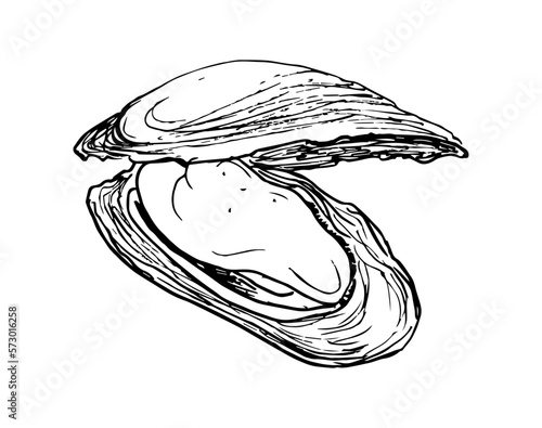 Vector drawing of mussels. Hand  drawn illustration .