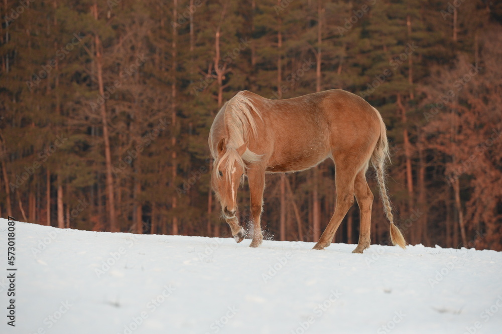Fototapeta premium Schneebad im Abendrot. Schönes Pferd im Schnee am Waldrand bei Sonnenuntergang