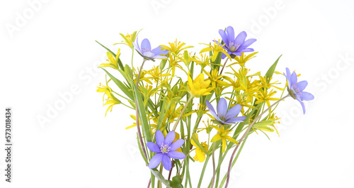 First spring forest flowers Yellow star-of-Bethlehem, Hepatica, Yellow anemone isolated on white background. Small, yellow and blue, wild flowers Gagea lutea, Anemone ranunculoides on white.