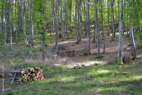 Several piles of cut logs of trees stacked outdoors in the forest