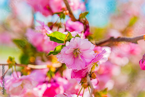 Cherry Spring, Sakura flower