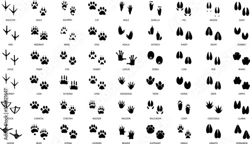 Print op canvas Set of animal and birds tracks with names in black colour