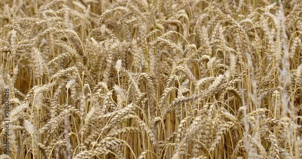 A lot of ripe wheat spikelets are swaying in the wind in an Irish farmerfield. Wheat plant close-up. Ripe cereal crops. A lot of ripe wheat spikelets are swaying in the wind in an Irish farmerfield. Wheat plant close-up. Ripe cereal crops.