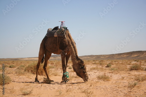 Camel in the desert in Morocco