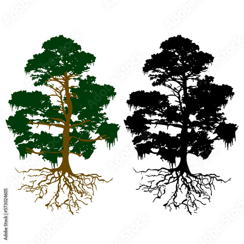 Twisted Hinoki Cypress tree silhouette black and white vector 