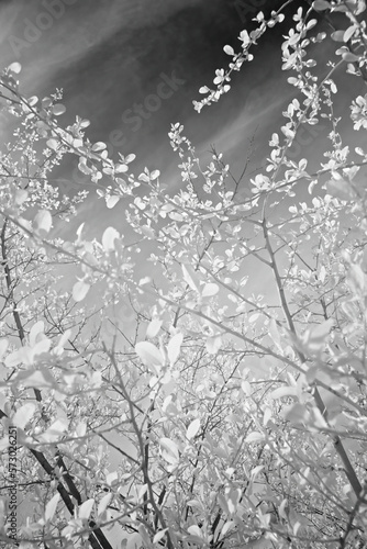 Infrared Spring Flowers