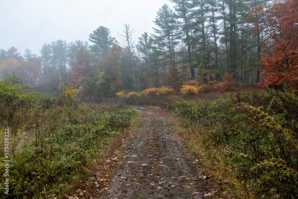 Foggy Fall Woods