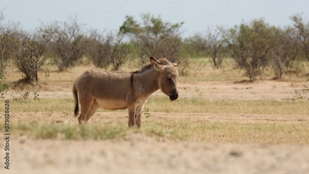 Donkey Stands Alone In Dry African Field Donkey Stands Alone In Dry African Field